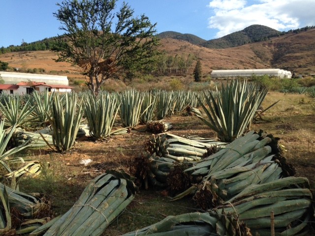 Agave.jpg