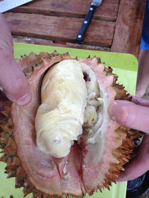 durian2.jpg