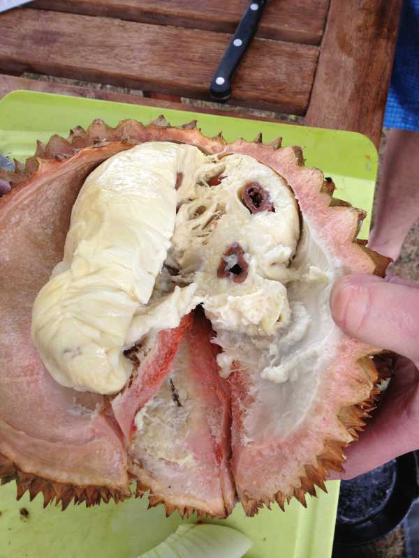 durian1.jpg